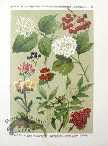 Botanical Atlas 1911 18